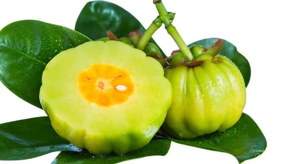 Kudampuli_Fruit_Plant