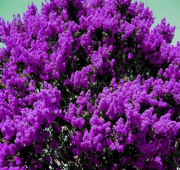 Lagerstroemia_Furush_Violet_Flower_Plant_(1.5-3_Feet_Height_Pack_Of_1)