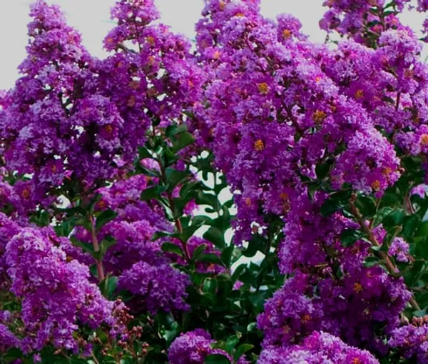 Lagerstroemia_Furush_Violet_Flower_Plant_(1.5-3_Feet_Height_Pack_Of_1)