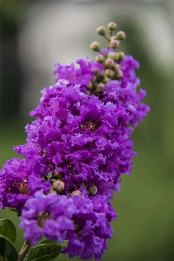 Lagerstroemia_Furush_Violet_Flower_Plant_(1.5-3_Feet_Height_Pack_Of_1)