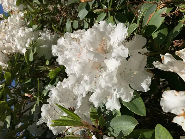 Lagerstroemia_Furush_White_Flower_Plant