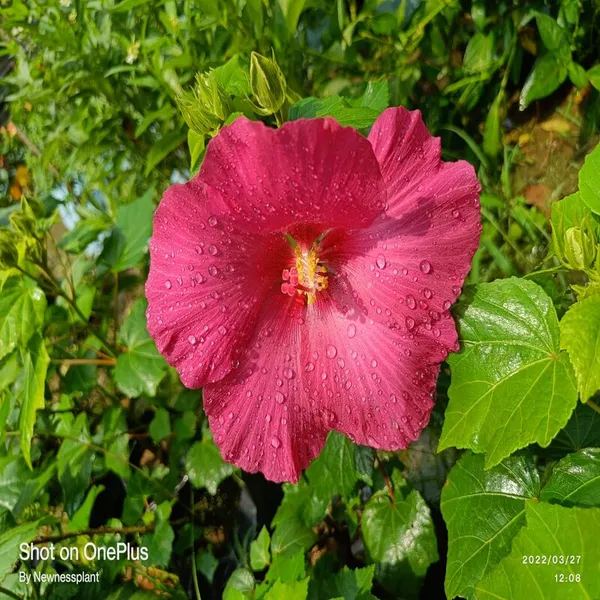 Land_Lotus_Pink_Flower_Plant