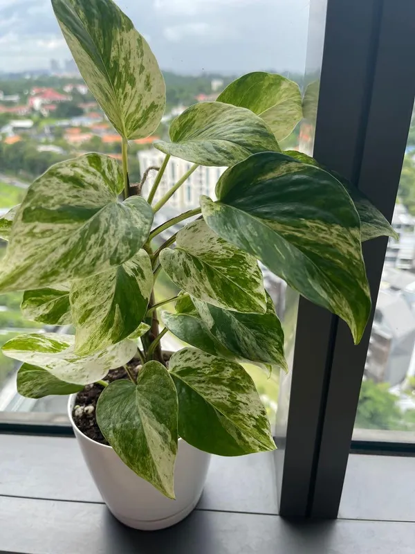MARBLE_QUEEN_MONEY_PLANT_INDOOR_PLANT_FOR_HOME