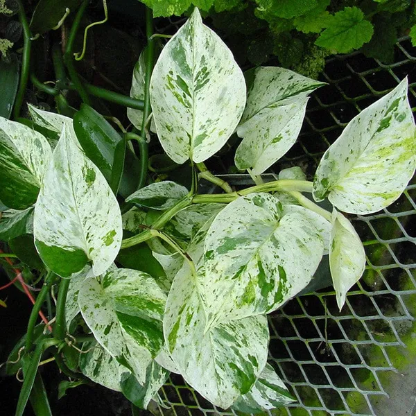 MARBLE_QUEEN_MONEY_PLANT_INDOOR_PLANT_FOR_HOME