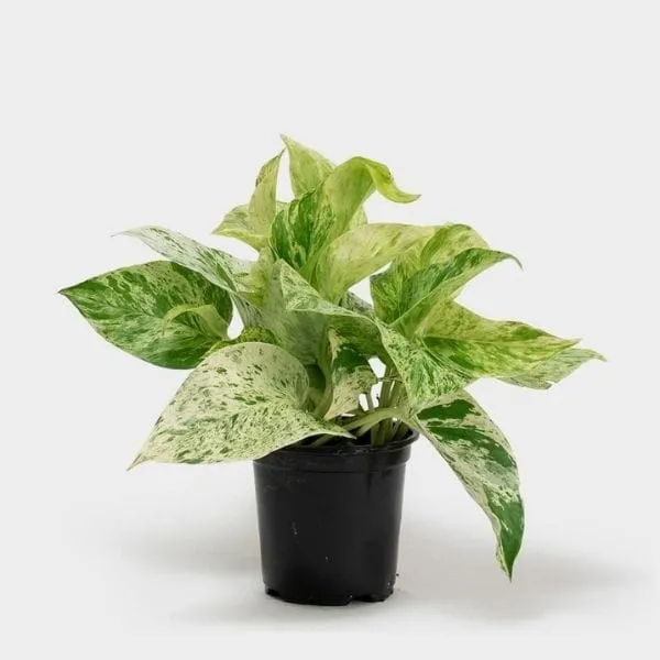 MARBLE_QUEEN_MONEY_PLANT_INDOOR_PLANT_FOR_HOME