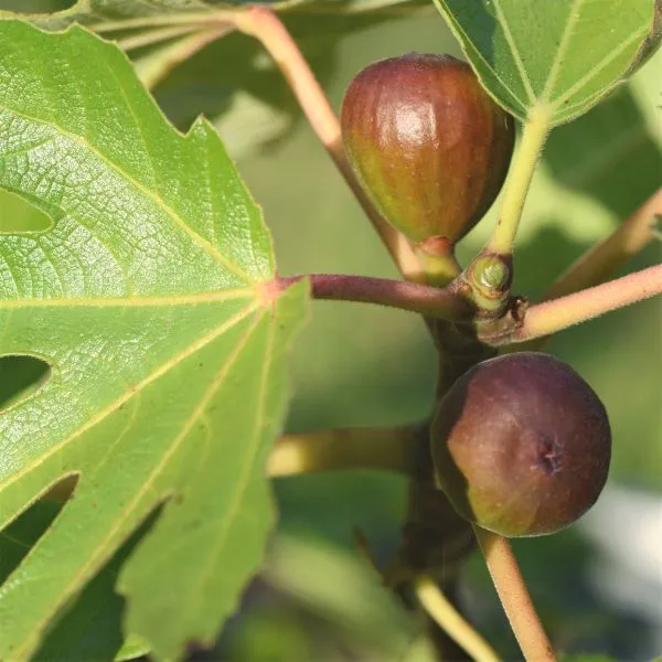 MISSION_FIG_PLANTS