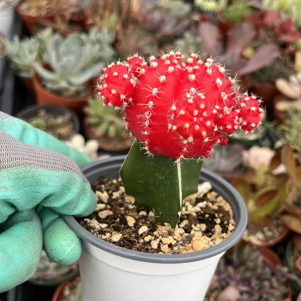 Heaven Plant MOON CACTUS (GRAFTED RED)CACTUS PLANT Price in India - Buy  Heaven Plant MOON CACTUS (GRAFTED RED)CACTUS PLANT online at  https://heavenplant.com