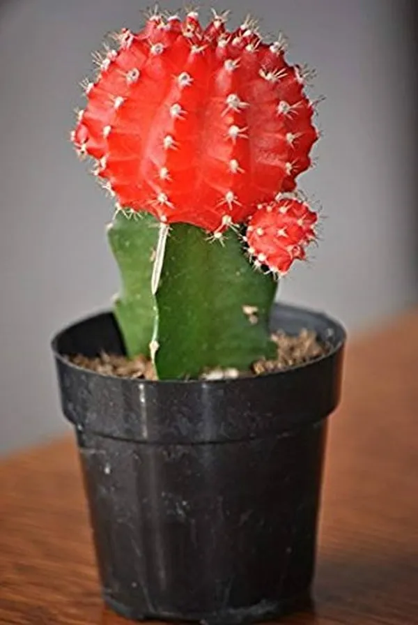 MOON_CACTUS_(GRAFTED_RED)CACTUS_PLANT