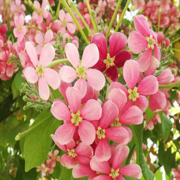 Madhumalati_Creeper_Flower_Plant