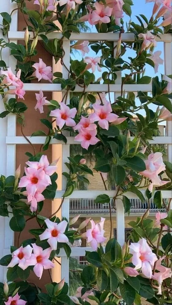 Mandevilla_Pink__Single_Flower_Plant