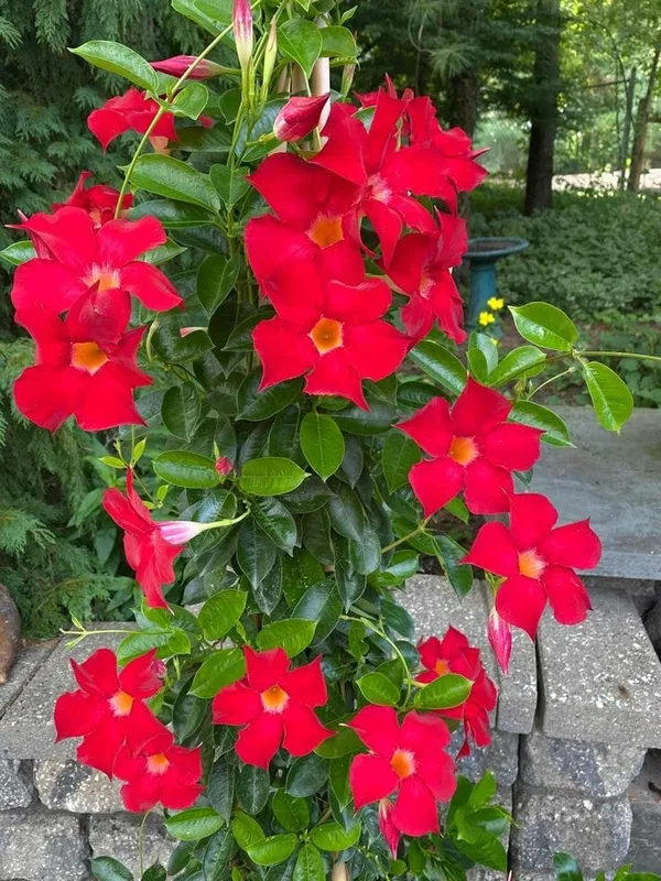 Mandevilla_Red_Single_Flower_Plant_(1.5-3_Feet_Height_Pack_Of_1)