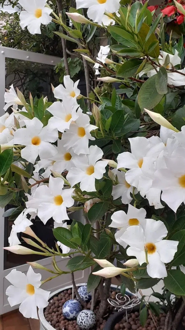 Mandevilla_White_Single_Flower_Plant