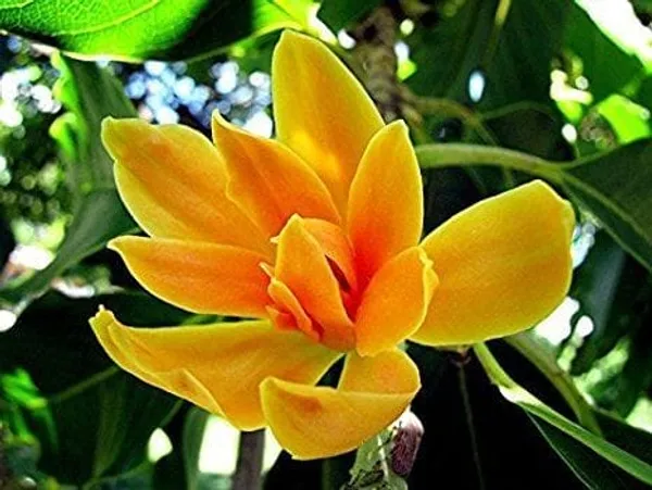 Michelia_Champaca_Simhachalm_Golden_Champa_Grafting_Flower_Plant_(1.5-3_Feet_Height_Pack_Of_1)