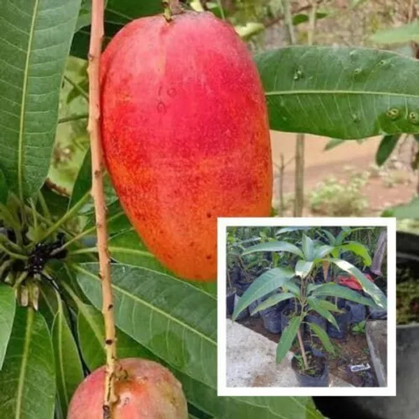 World's_most_expensive_mango_variety_'Miyazaki_Mango_Plant'_|_Hybrid_And_Grafted_Plant_|_Pack_Of_1