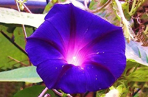 Morning_Glory_Flower_Plant