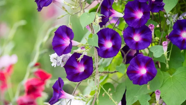Morning_Glory_Flower_Plant
