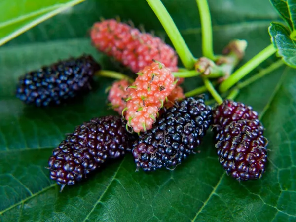 Mulberry_Fruit_Plant