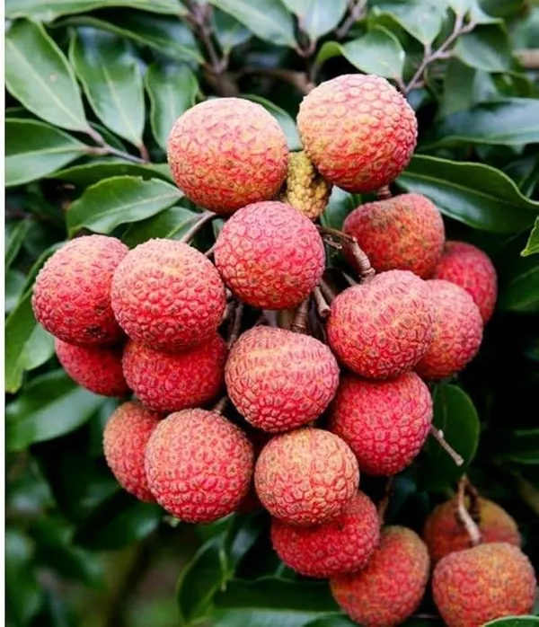 Muzaffarpur_Shahi_Litchi_Fruit_Plant_(Pack_Of_1)