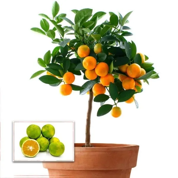 NEAR_SWEET_ORANGE_-GRAFTING_FRUIT_PLANT