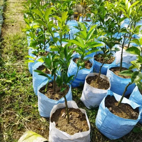NEAR_SWEET_ORANGE_-GRAFTING_FRUIT_PLANT