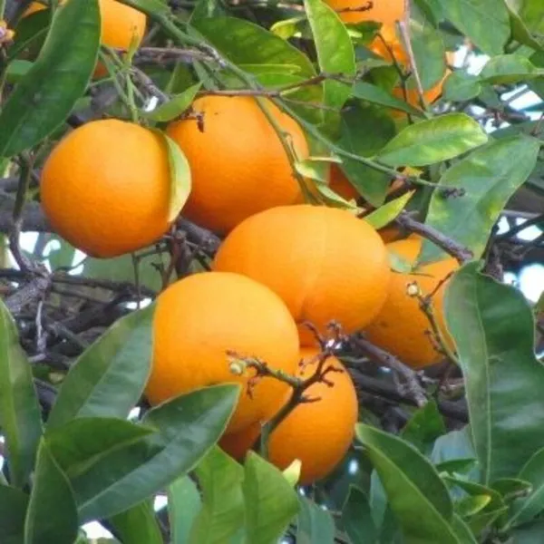 NEAR_SWEET_ORANGE_-GRAFTING_FRUIT_PLANT