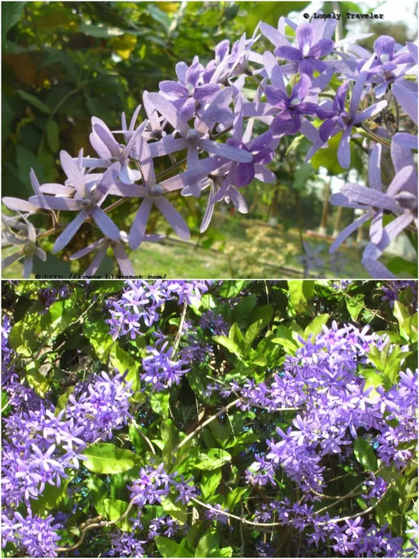 NEEL_MONI_LOTA_FLOWER_PLANT_(PETREA_VOLUBILIS_VOLUBILIS)