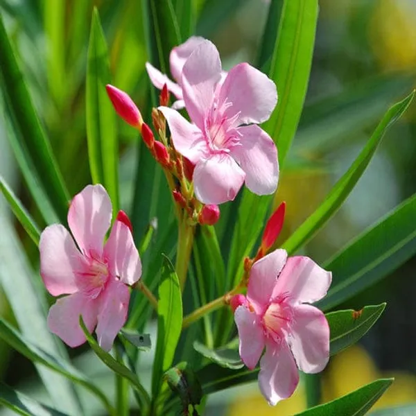 Nerium_Mini_Pink_Single(_Kanchan_)Flower_Plant