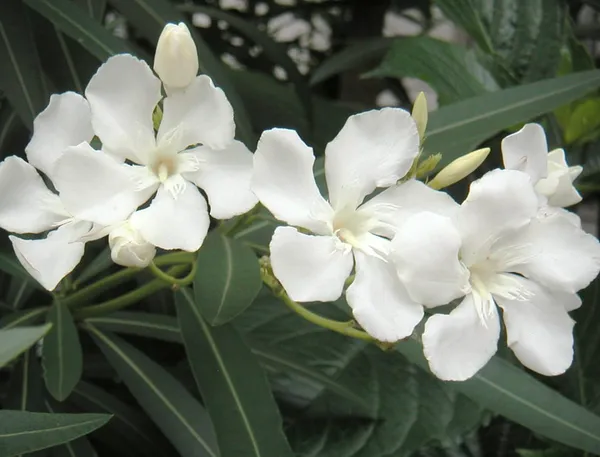 Nerium_Mini_White_Single(_Kanchan_)Flower_Plant