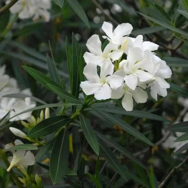 Nerium_Mini_White_Single(_Kanchan_)Flower_Plant