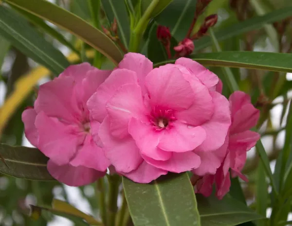 Nerium_Pink_Double(_Kanchan)Flower_Plant