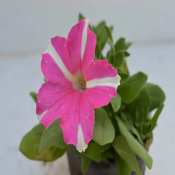 PETUNIA_PINK_WITH_WHITE_FLOWER