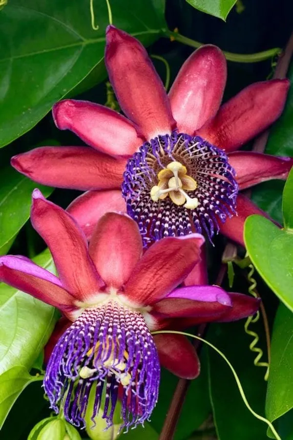 Passion_Flower_Pink_-Creepers