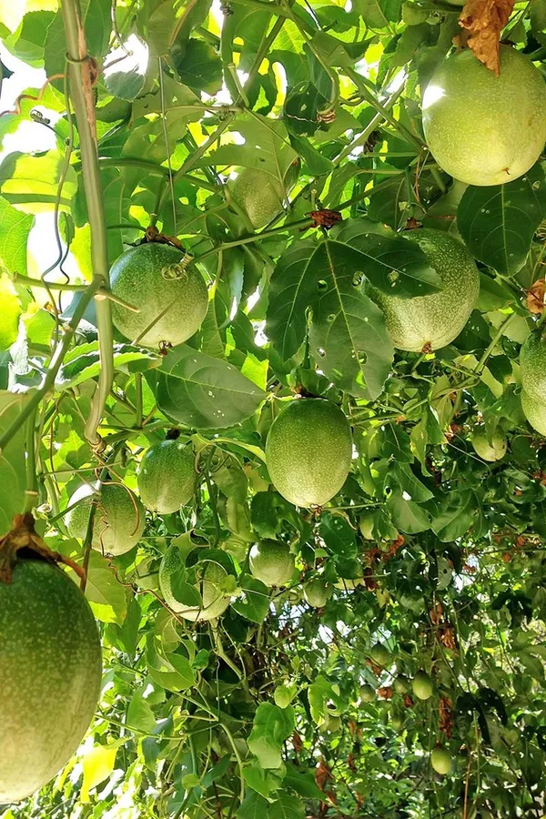 Passion_Fruit_Plant