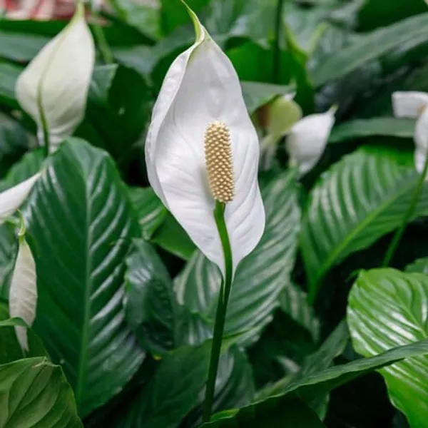 Peace_Lily_|_Air-Purifying_Plant_|_Indoor_Plant
