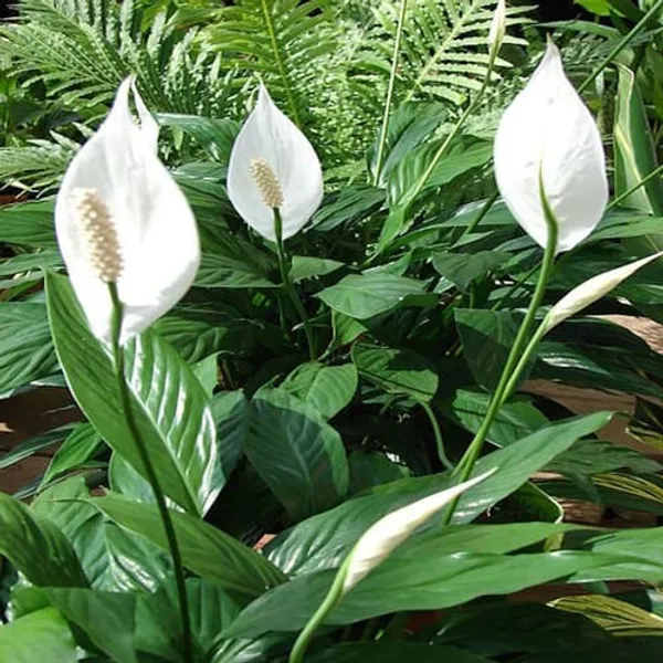 Peace_Lily_|_Air-Purifying_Plant_|_Indoor_Plant