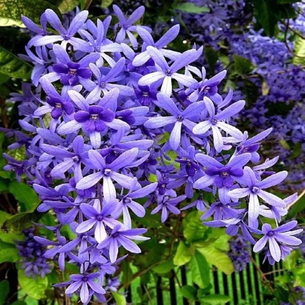Petrea_Volubilis(_Neel_Monilata)Creepers