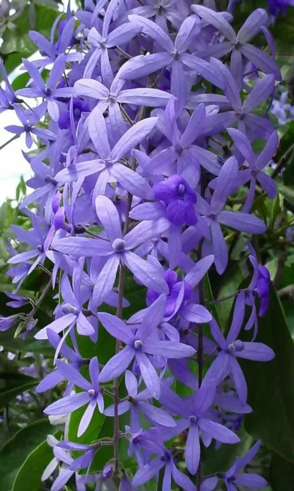 Petrea_Volubilis(_Neel_Monilata)Creepers