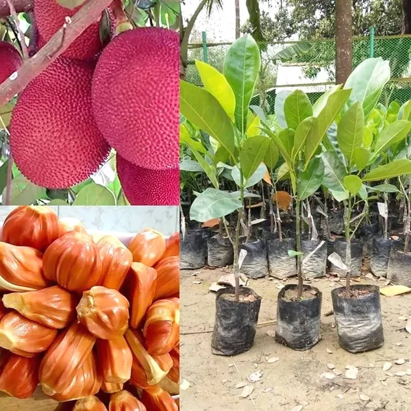 Pink_Jackfruit_Grafting_Plant_(1.5-3_Feet_Height_Pack_Of_1)