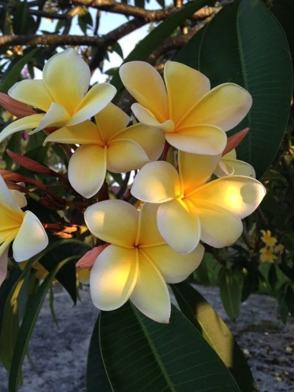 Plumeria_Yellow_Flower_Plant