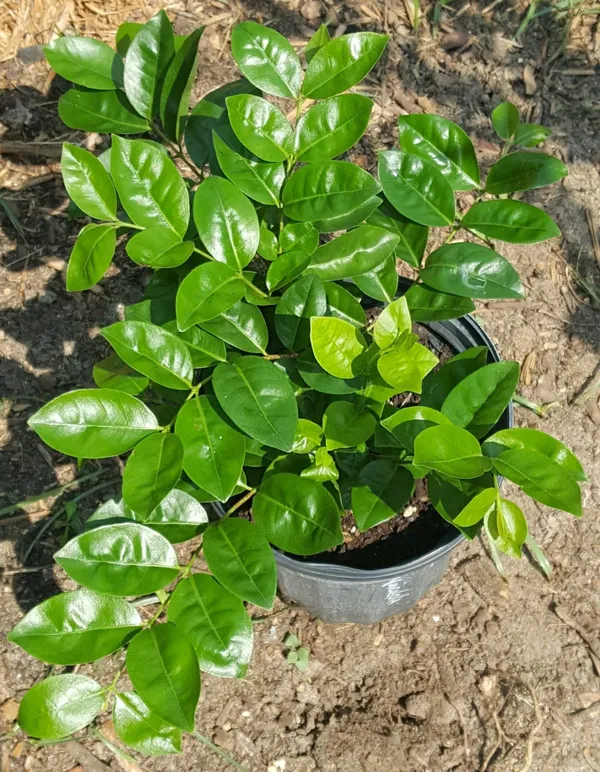 Purple_Forest_Guava_Plant
