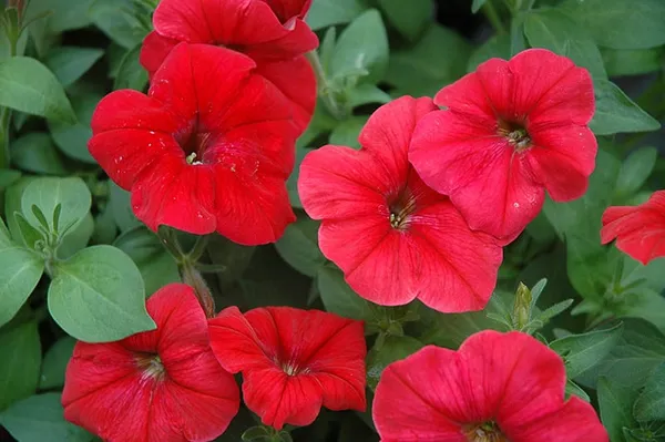 RED_PETANIA_FLOWER