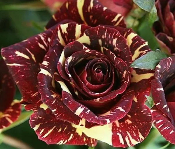 Rare_Abrakadabra_Rose_Plant_(1.5-3_Feet_Height_Pack_Of_1)
