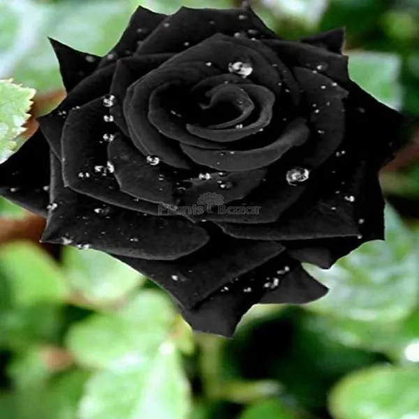 Rare_Black_Rose_Plant_|_Hybrid_Grafting_Plant_(1.5-3_Feet_Height_Pack_Of_1)