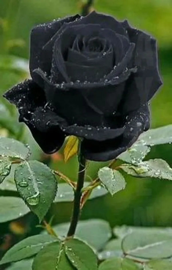 Rare_Black_Rose_Plant_|_Hybrid_Grafting_Plant_(1.5-3_Feet_Height_Pack_Of_1)