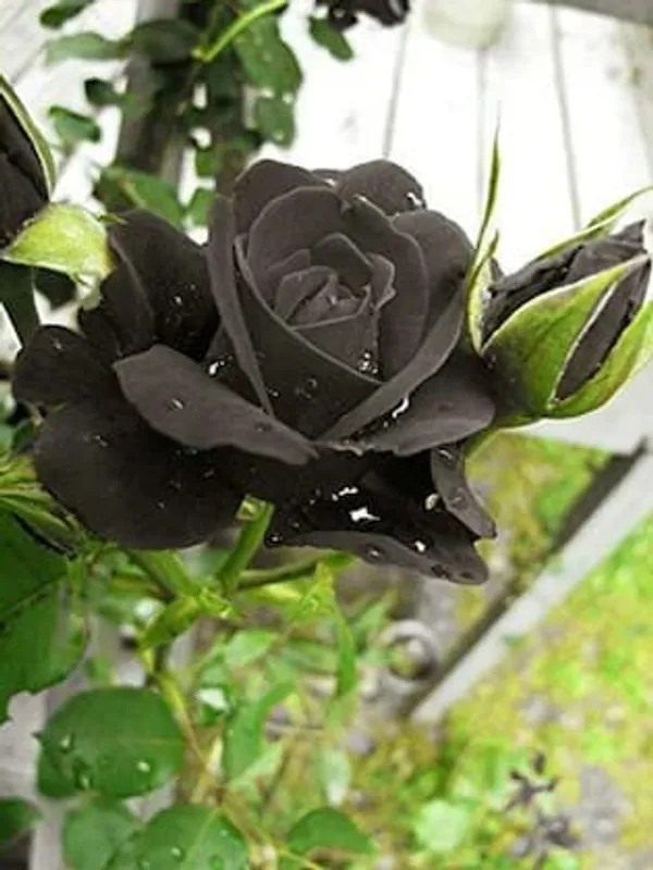 Rare_Black_Rose_Plant_|_Hybrid_Grafting_Plant_(1.5-3_Feet_Height_Pack_Of_1)