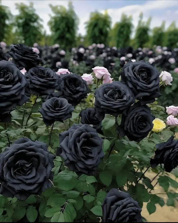 Rare_Black_Rose_Plant_|_Hybrid_Grafting_Plant_1