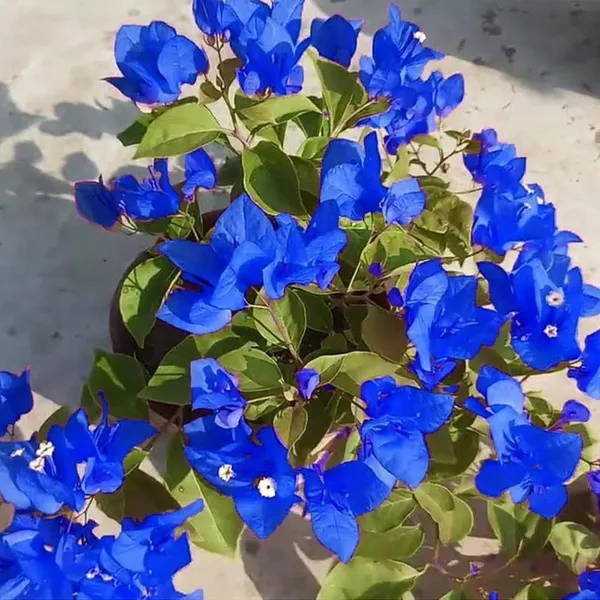 Rare_Blue_Bougainville_plant_|_Pack_of_1_(1.5-2_Feet_Height)