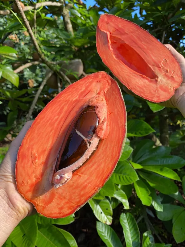 Rare_Mamey_Sapote_Fruit_Plant