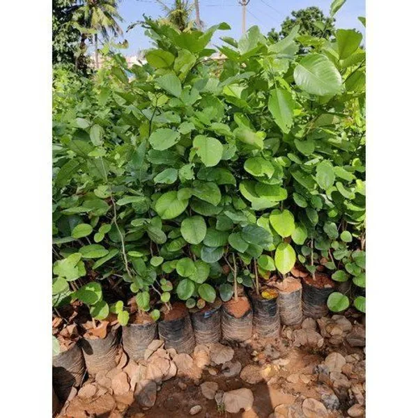 Rare_Red_Sandalwood_plant_|_Lal_Chandan_Plant_(1.5-3_Feet_Height_Pack_Of_1)