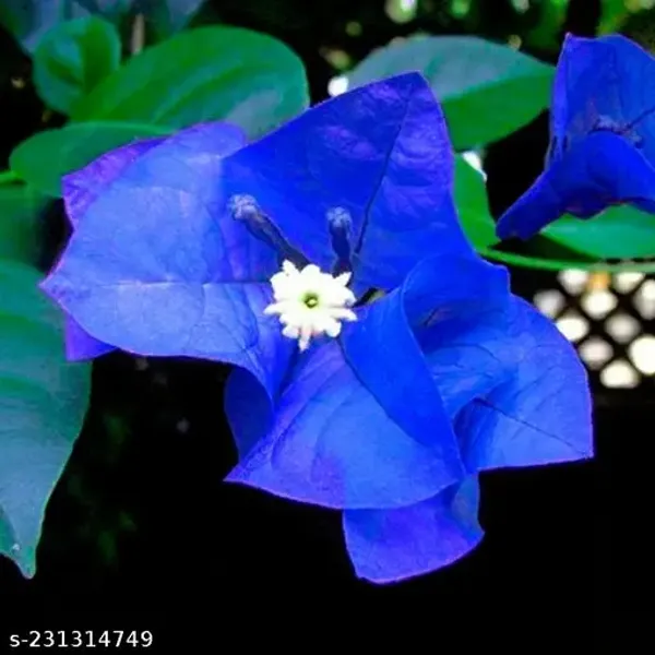 Rare_hybrid_Blue_Bougainville_plant_|_Pack_of_1